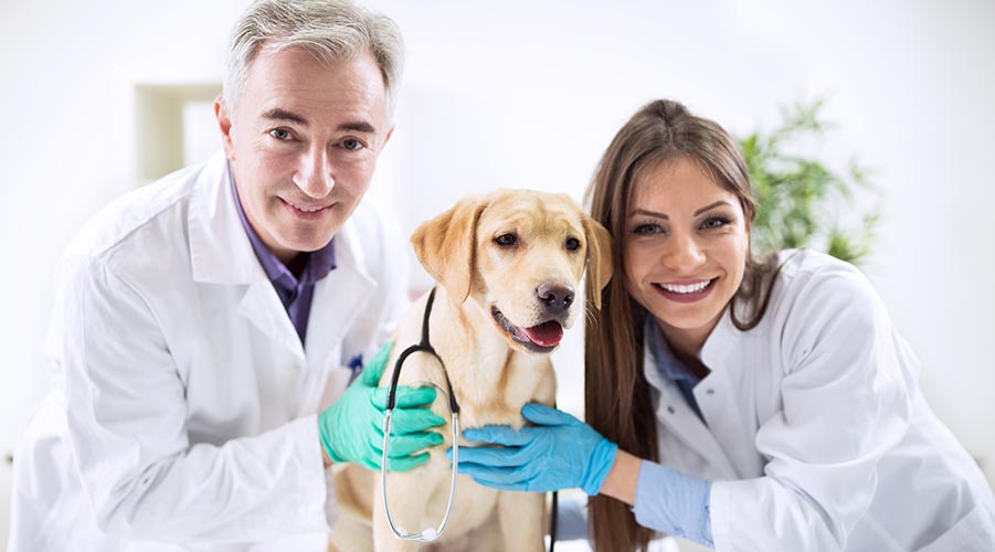 AnimalDoctor_clinica-veterinaria-milano
