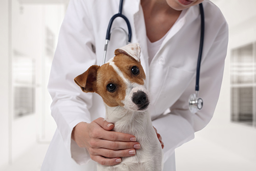 Ginecologia-e-gestazione-cani