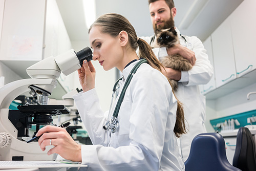 Laboratorio-analisi-veterinarie