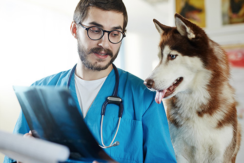 Radiologia-veterinaria