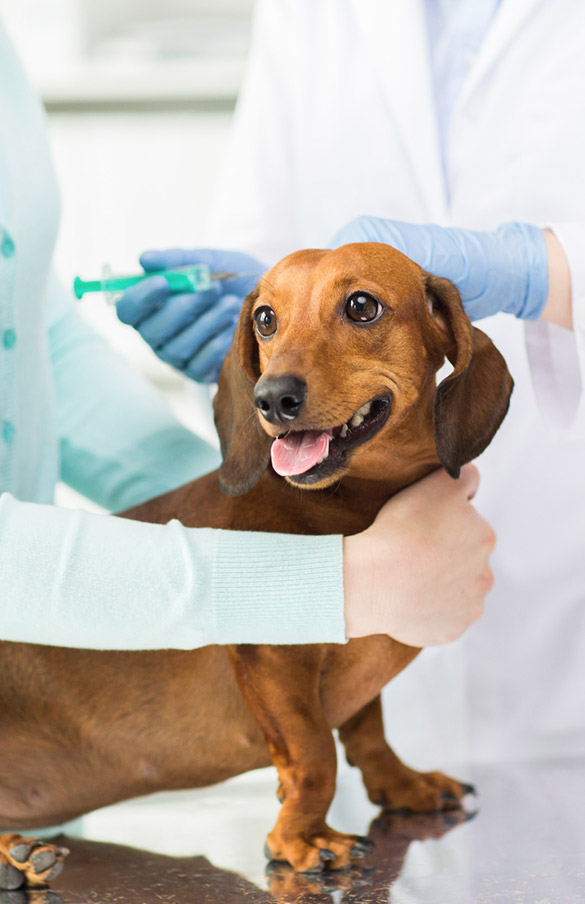 Vaccinazione-per-cani-e-gatti-1